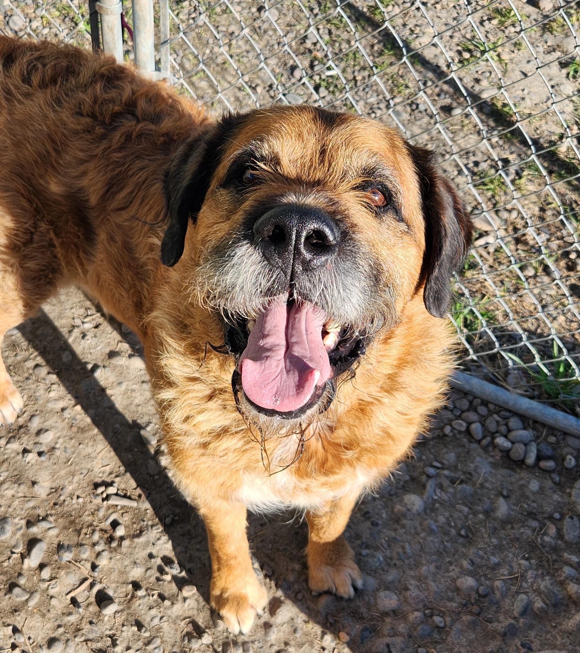 Thor, adopted, Adult Male Saint Bernard & Airedale Terrier.