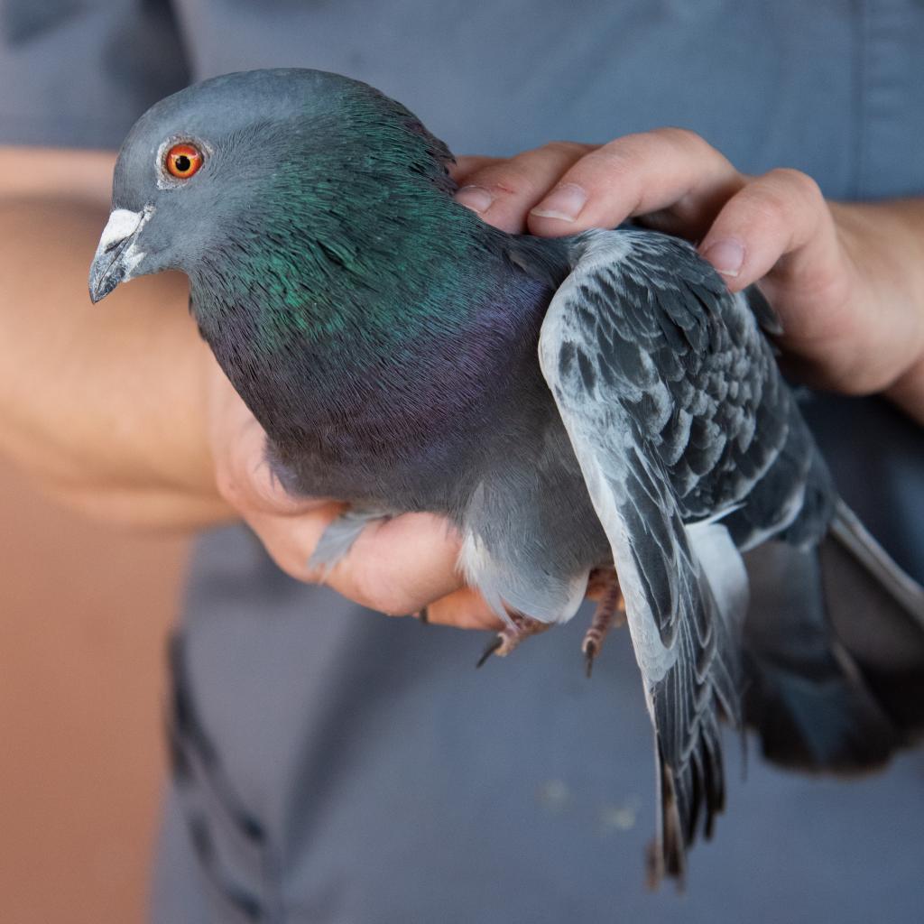 Billy 288, Adoptable, Senior Male Pigeon.