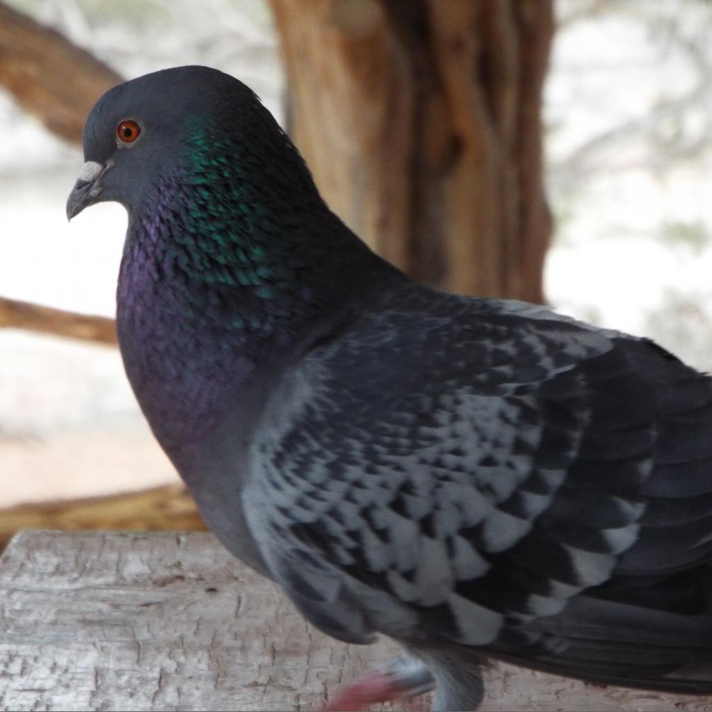 Billy 288, a Adoptable Pigeon in Kanab, UT image 2/2