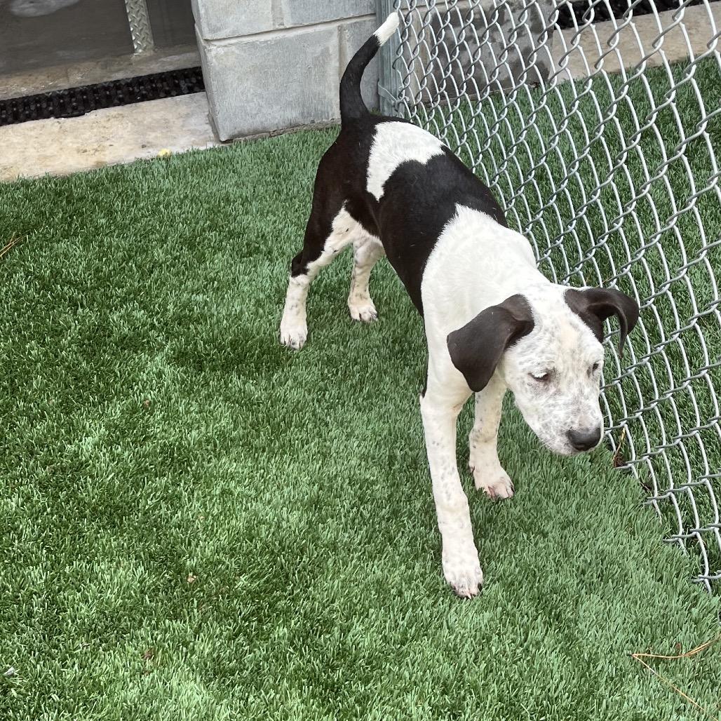 Jade, Adoptable, Puppy Female Labrador Retriever & Catahoula Leopard Dog.
