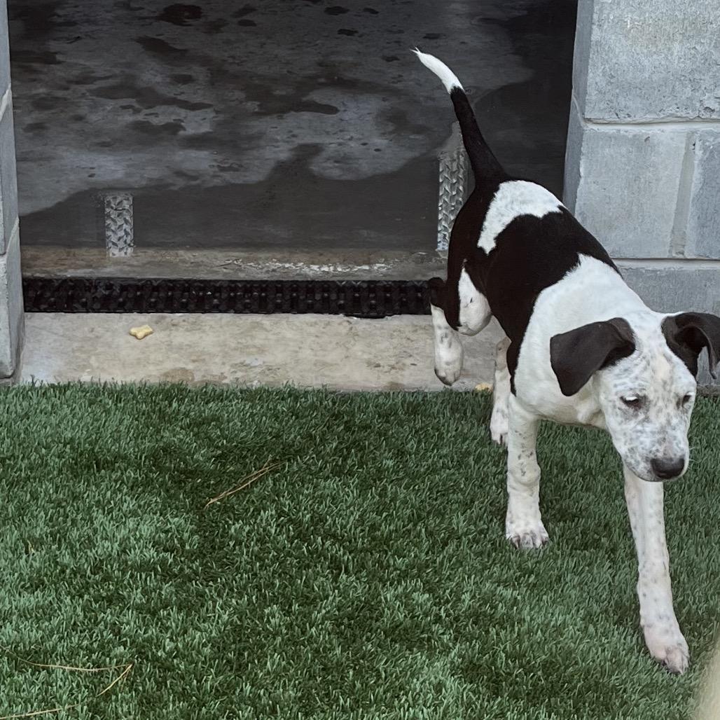 Jade, a Adoptable mixed breed in Richmond Hill, GA image 2/3