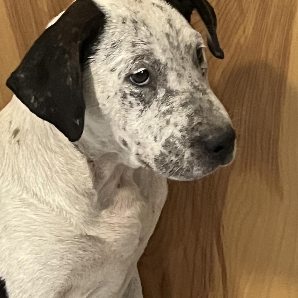 Jade, a Adoptable mixed breed in Richmond Hill, GA image 3/3