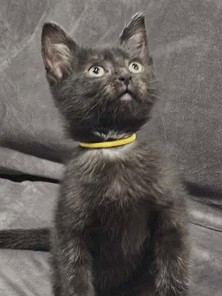 Shade - MEET ME @ PETCO 7/11!, a Adoptable Domestic Short Hair in Cookeville, TN image 1/3