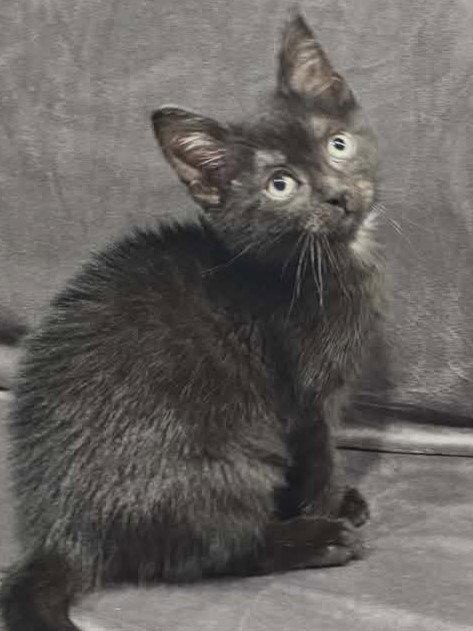 Shade - MEET ME @ PETCO 7/11!, a Adoptable Domestic Short Hair in Cookeville, TN image 2/3