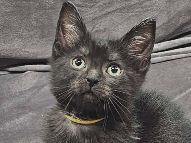 Shade - MEET ME @ PETCO 7/11!, a Adoptable Domestic Short Hair in Cookeville, TN image 3/3