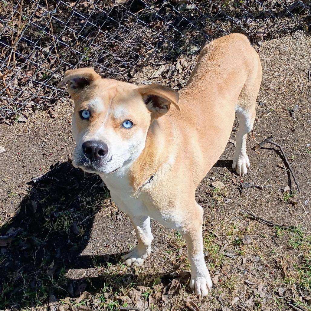 Enlarge Sullivan D45812, a Adoptable mixed breed in Corsicana, TX image 1/4