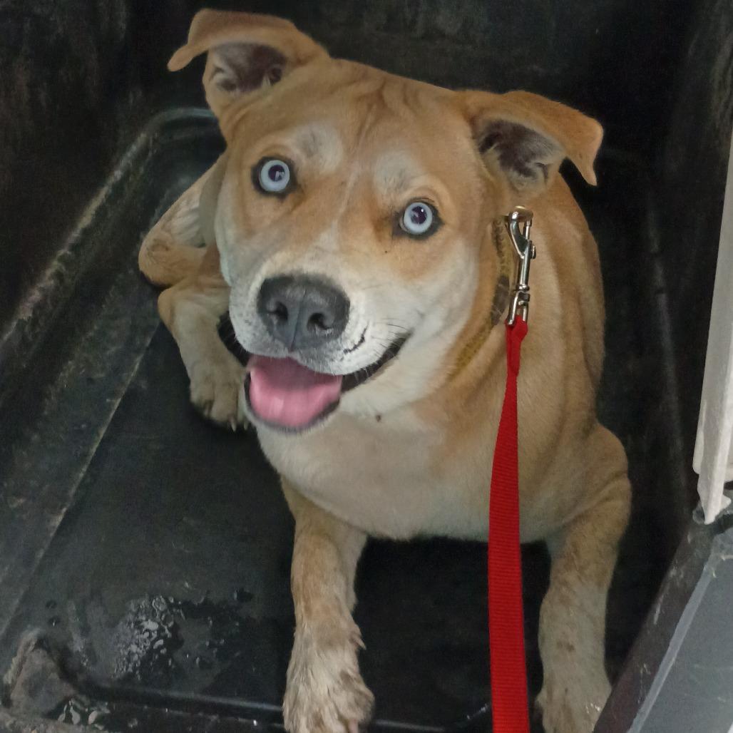 Enlarge Sullivan D45812, a Adoptable mixed breed in Corsicana, TX image 2/6