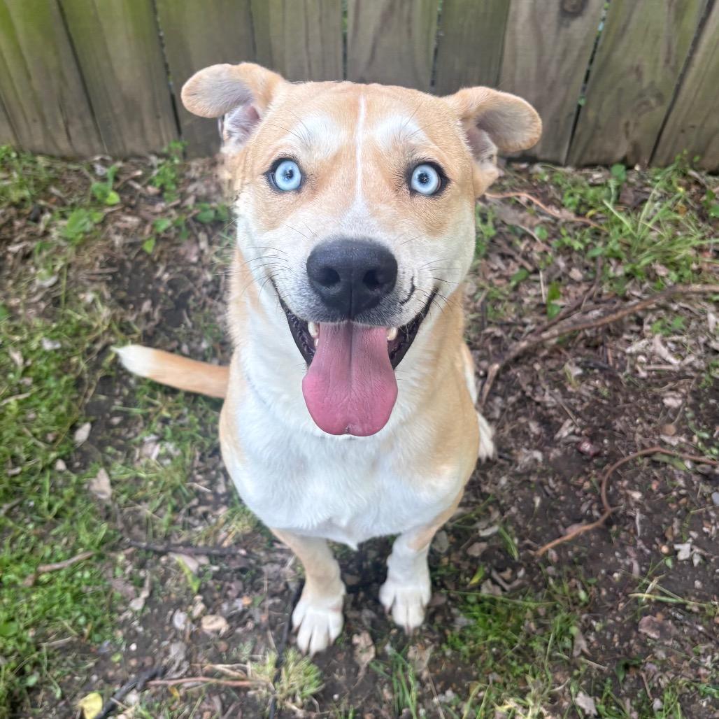 Enlarge Sullivan D45812, a Adoptable mixed breed in Corsicana, TX image 2/4
