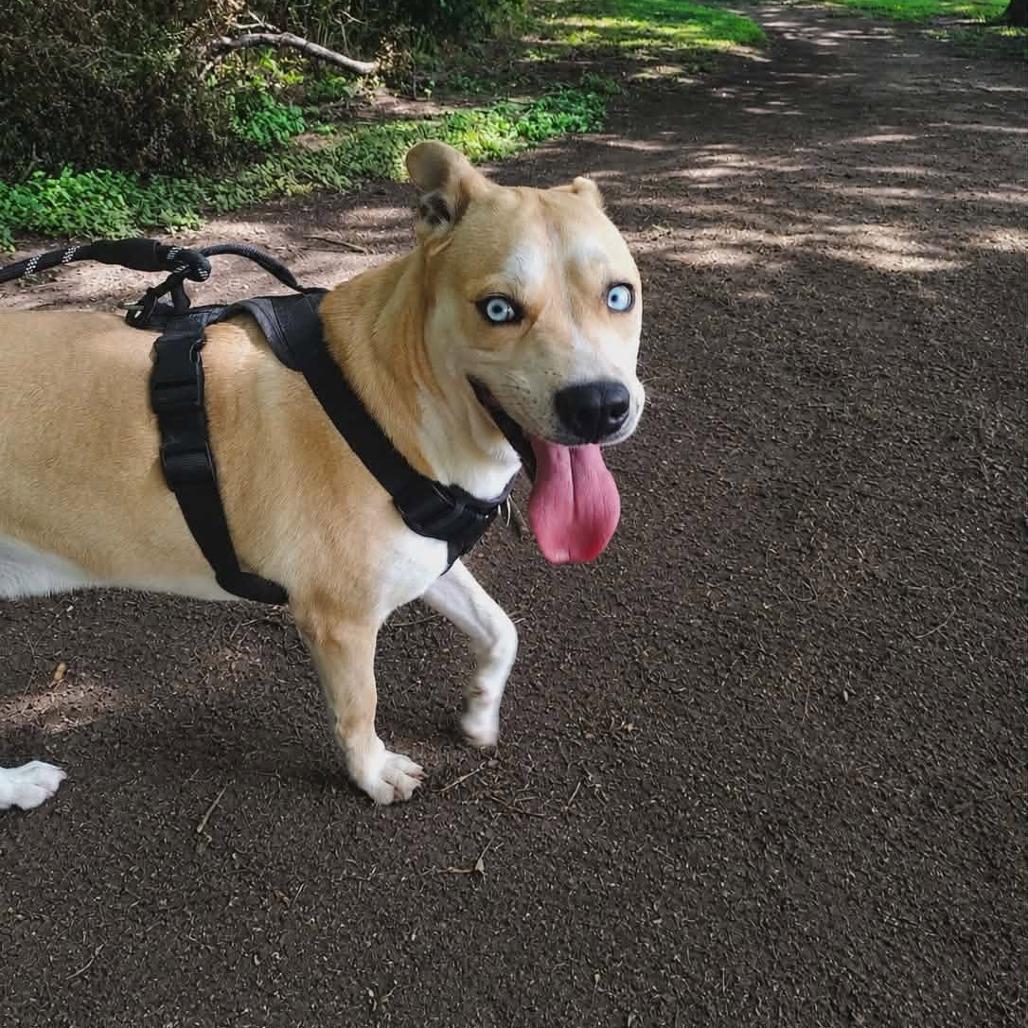 Enlarge Sullivan D45812, a Adoptable mixed breed in Corsicana, TX image 3/6