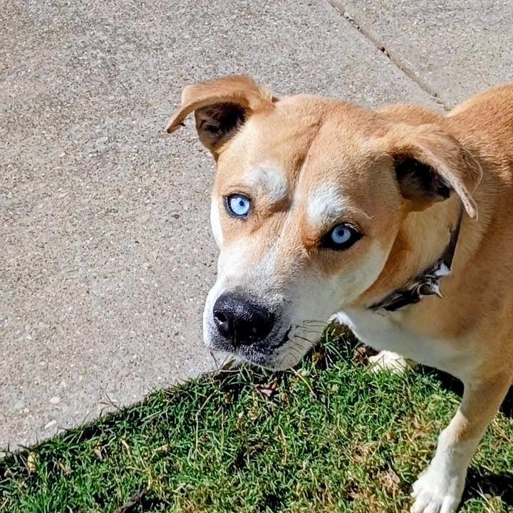 Enlarge Sullivan D45812, a Adoptable mixed breed in Corsicana, TX image 3/6