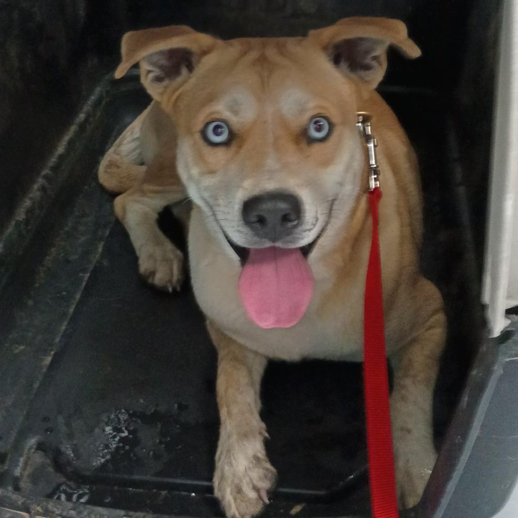 Enlarge Sullivan D45812, a Adoptable mixed breed in Corsicana, TX image 4/6