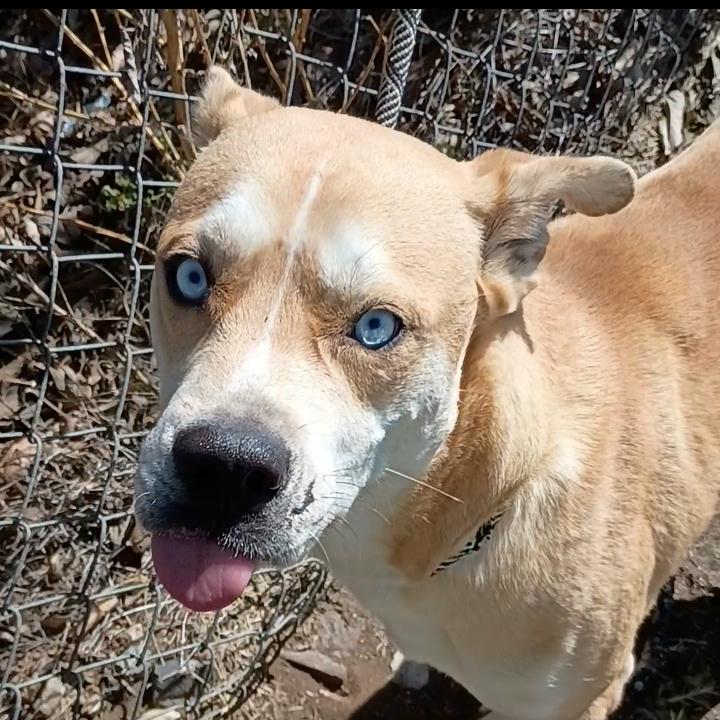 Enlarge Sullivan D45812, a Adoptable mixed breed in Corsicana, TX image 5/6