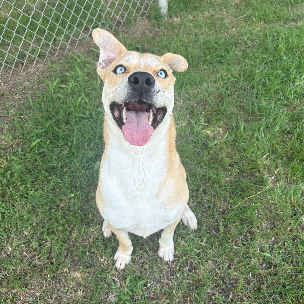 Sullivan D45812, a Adoptable mixed breed in Corsicana, TX image 3/6