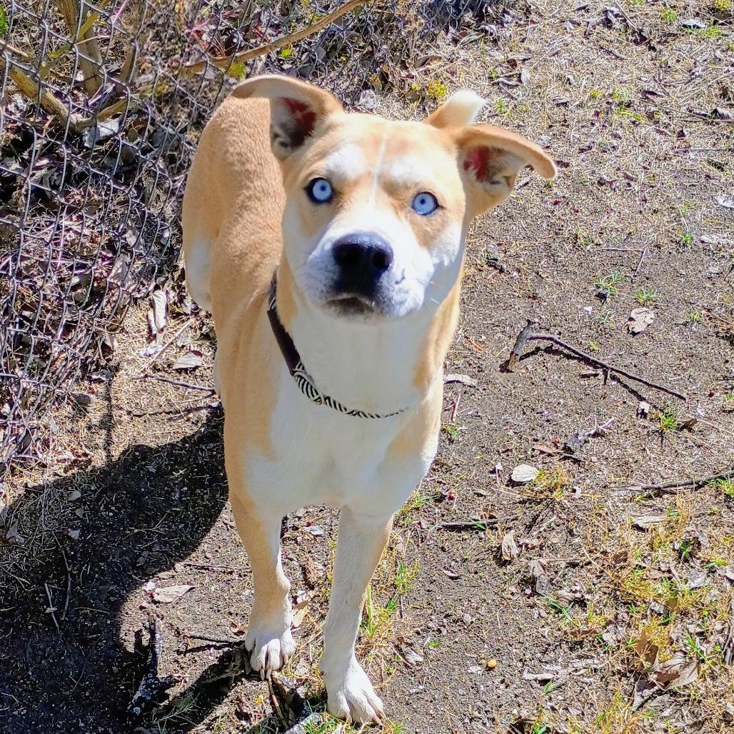 Enlarge Sullivan D45812, a Adoptable mixed breed in Corsicana, TX image 6/6