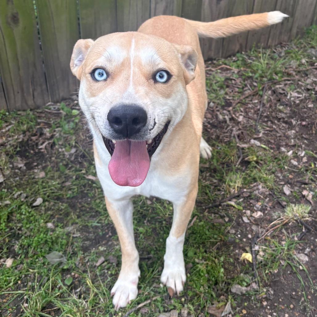 Enlarge Sullivan D45812, a Adoptable mixed breed in Corsicana, TX image 4/4