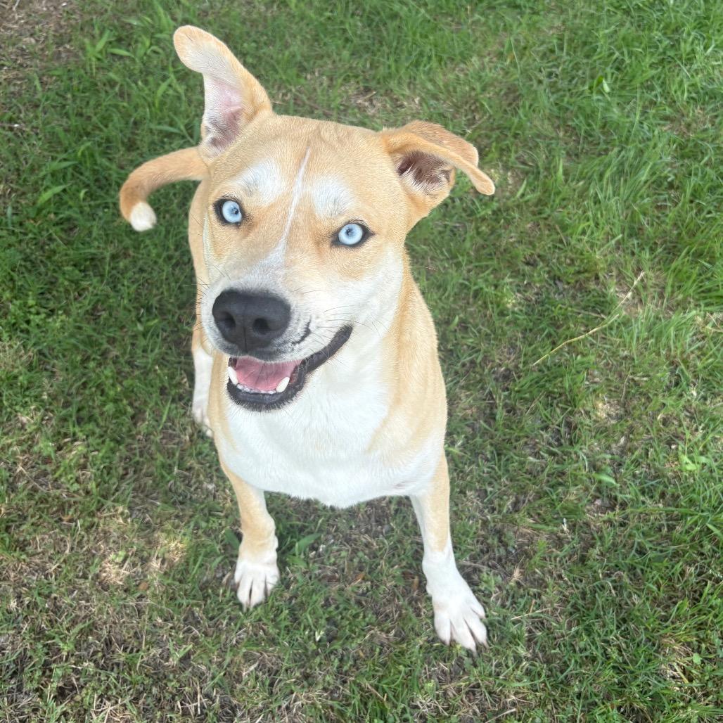 Sullivan D45812, a Adoptable mixed breed in Corsicana, TX image 6/6