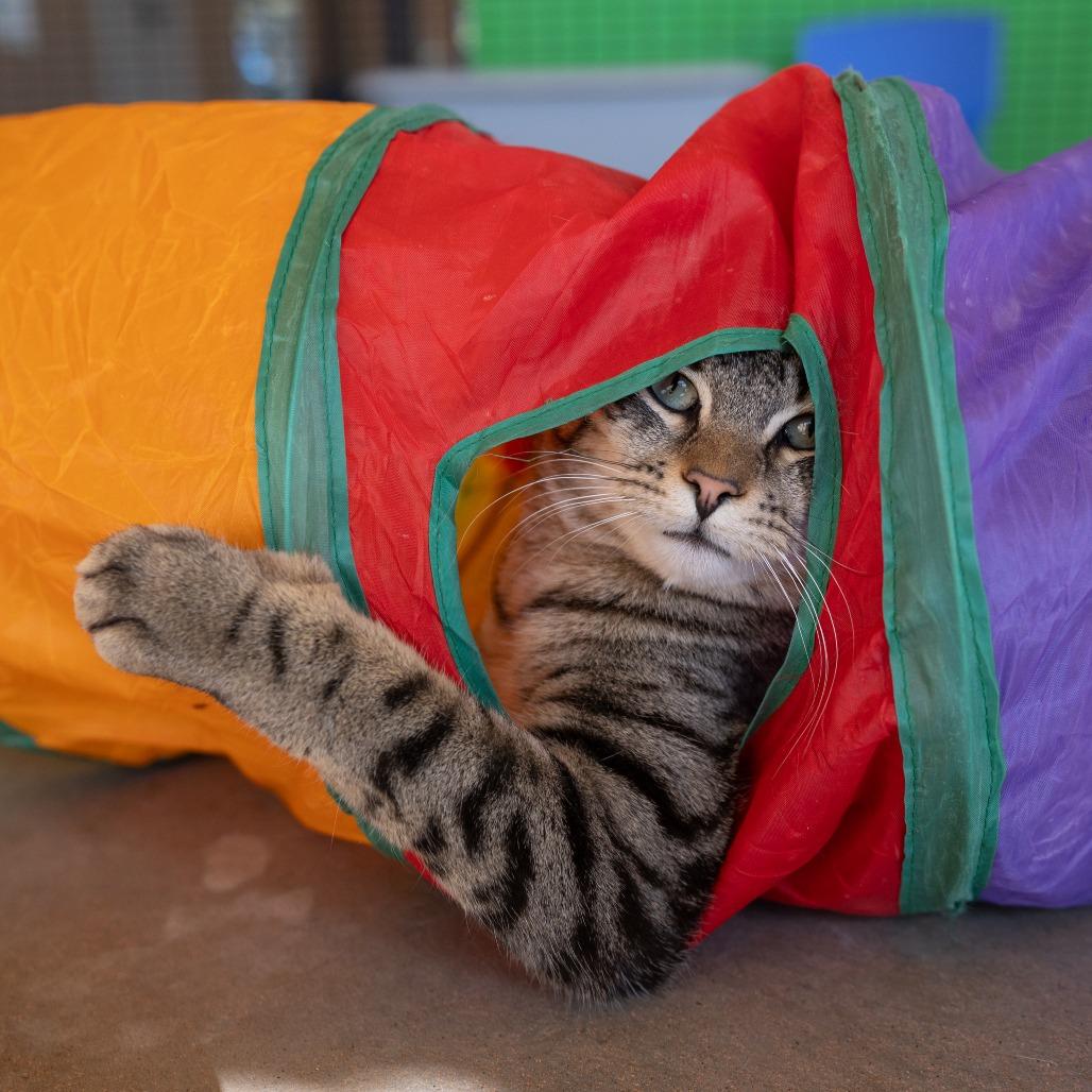 Pewter — thumbnail 2