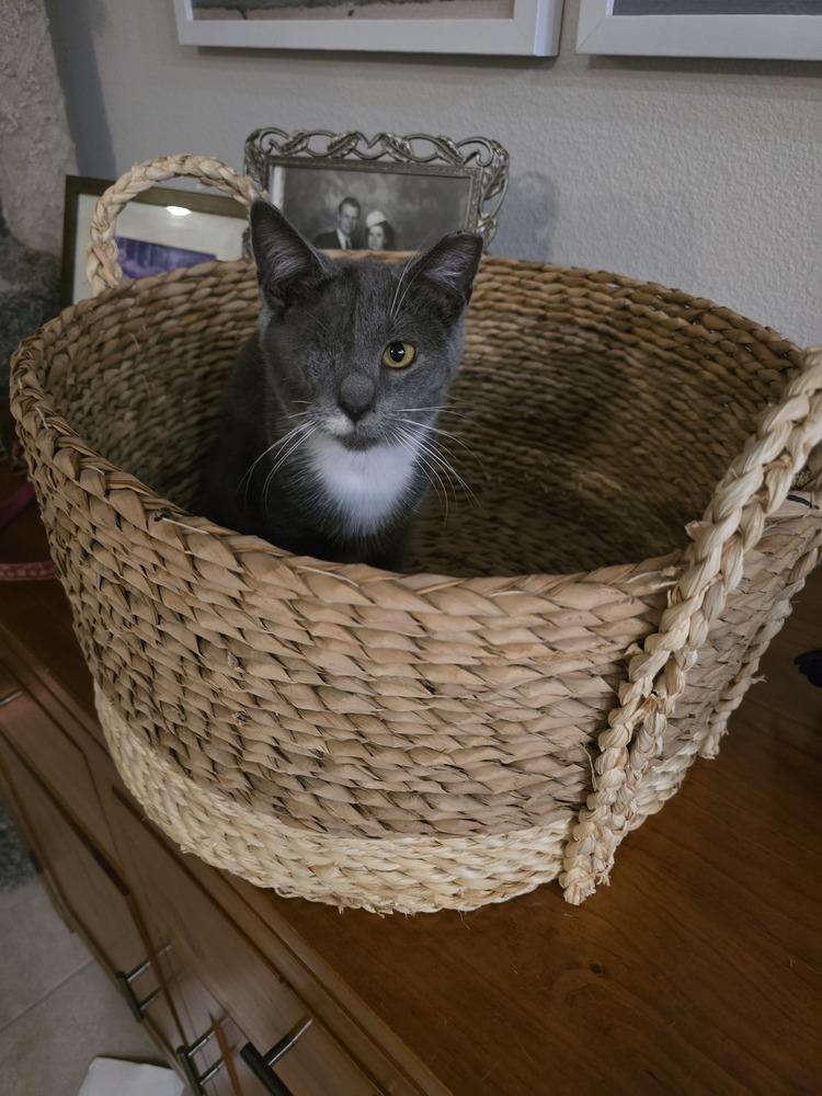 Claudia Jean (CJ), Adoptable, Young Female Domestic Short Hair.