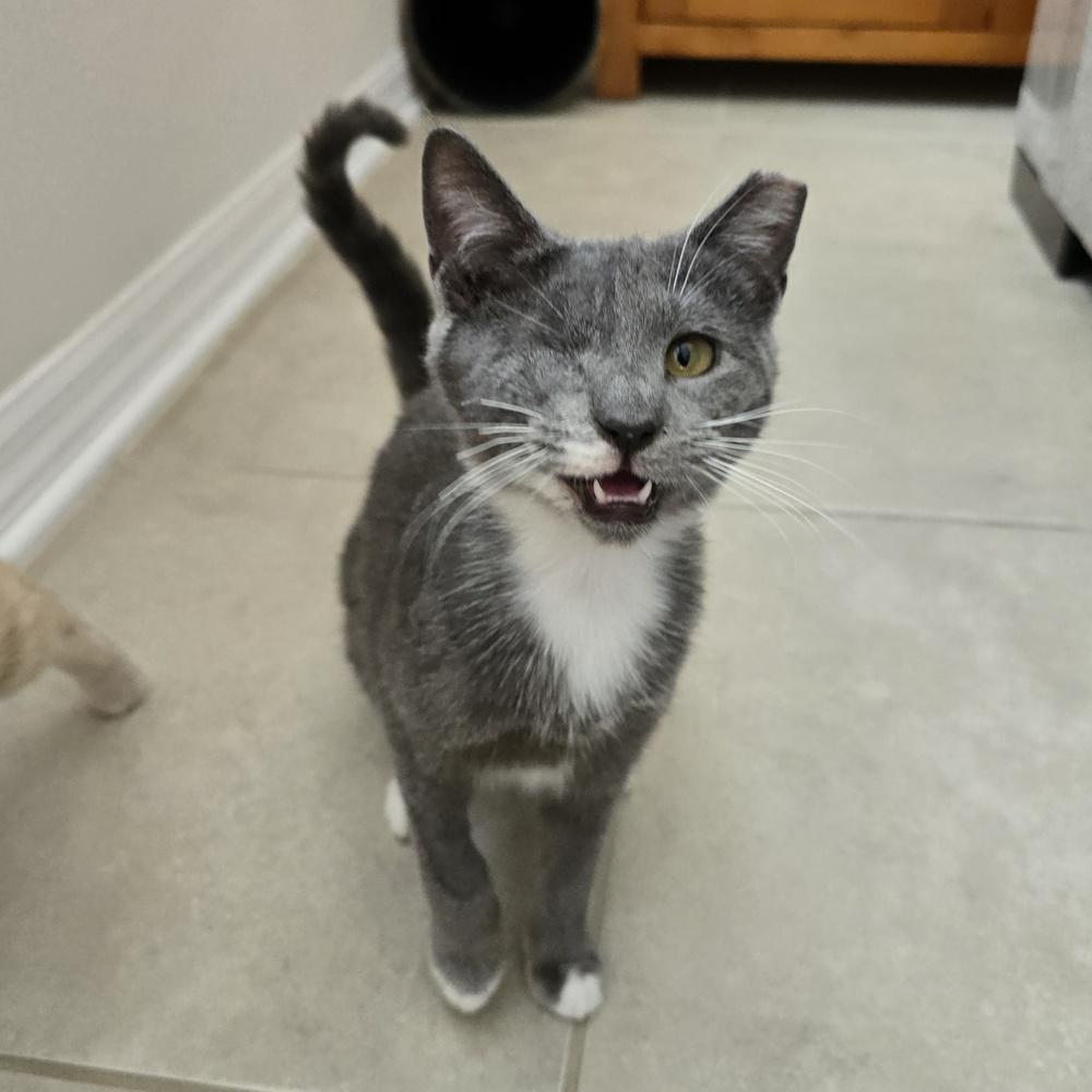 Enlarge Claudia Jean (CJ), a Adoptable Domestic Short Hair in Orlando, FL image 2/4