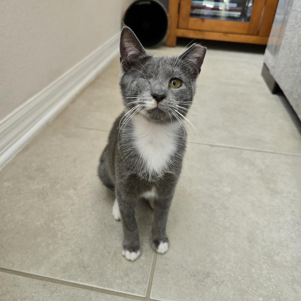 Enlarge Claudia Jean (CJ), a Adoptable Domestic Short Hair in Orlando, FL image 3/4