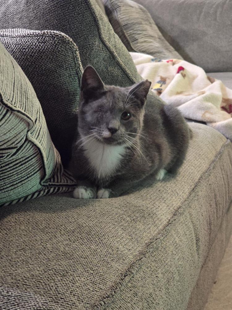 Enlarge Claudia Jean (CJ), a Adoptable Domestic Short Hair in Orlando, FL image 4/4