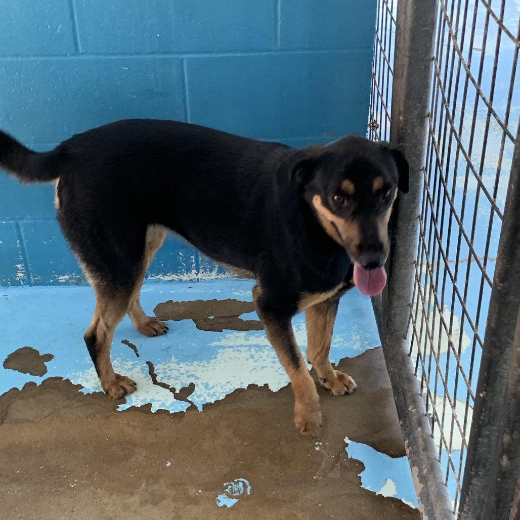 Bethany, a Adoptable Shepherd in Hearne, TX image 2/2