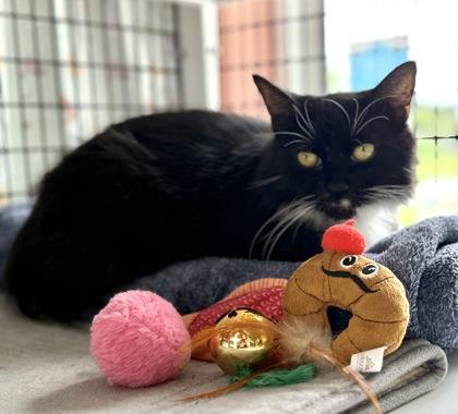 STARLIGHT, Adoptable, Young Female Domestic Long Hair.