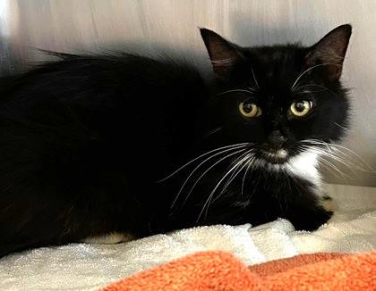 Enlarge STARLIGHT, a Adoptable mixed breed in Fernandina Beach, FL image 2/2