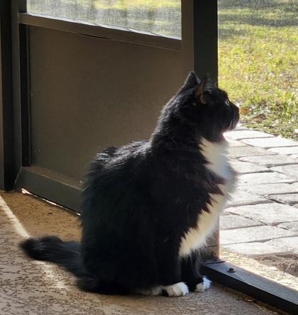 Enlarge STARLIGHT, a Adoptable mixed breed in Fernandina Beach, FL image 4/6