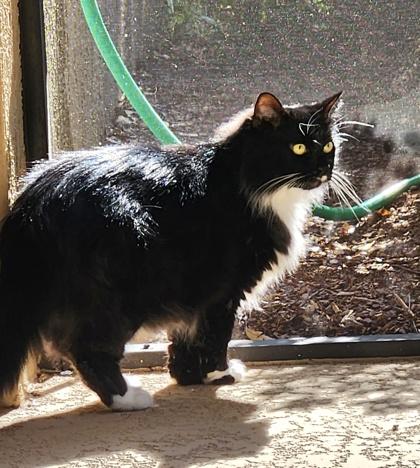 Enlarge STARLIGHT, a Adoptable mixed breed in Fernandina Beach, FL image 6/6