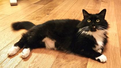 Enlarge STARLIGHT, a Adoptable mixed breed in Fernandina Beach, FL image 3/6