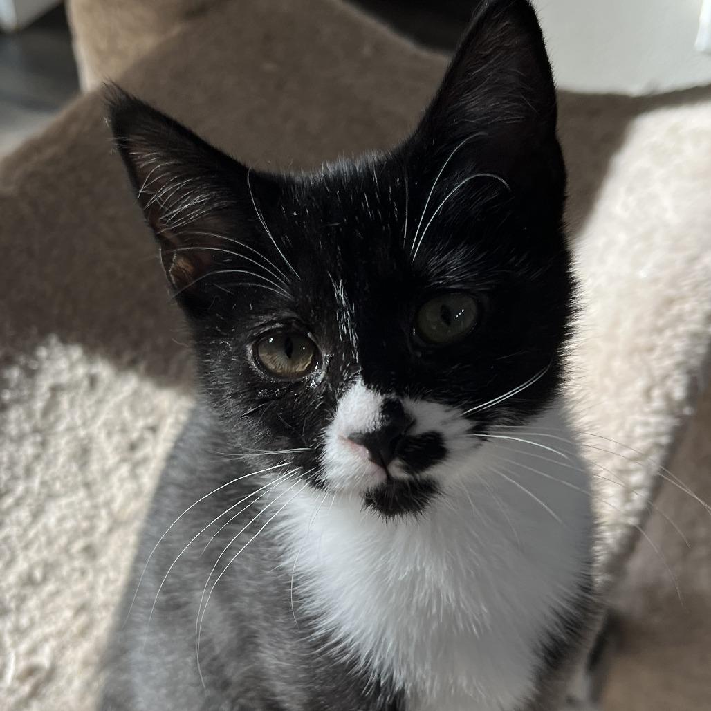 Gabbie, Adoptable, Kitten Female Domestic Short Hair.