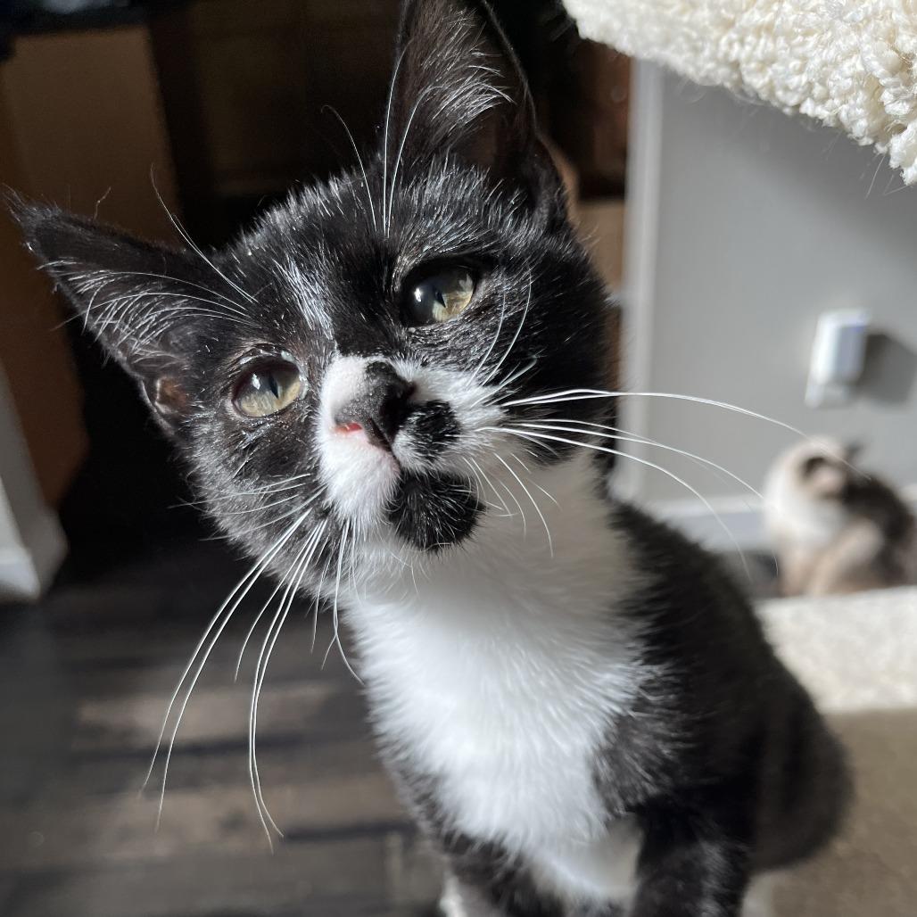 Enlarge Gabbie, a Adoptable Domestic Short Hair in Meridian, ID image 2/6