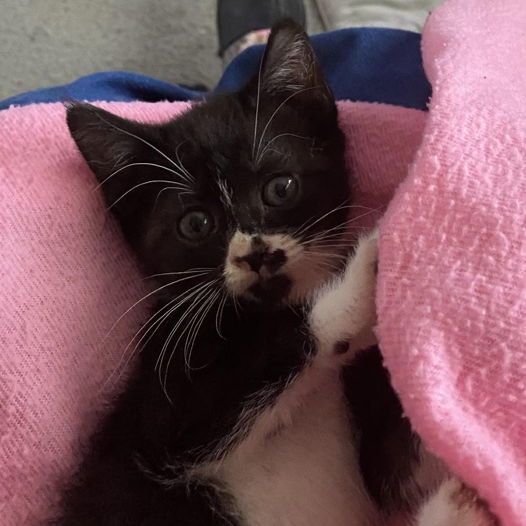 Enlarge Gabbie, a Adoptable Domestic Short Hair in Meridian, ID image 3/6