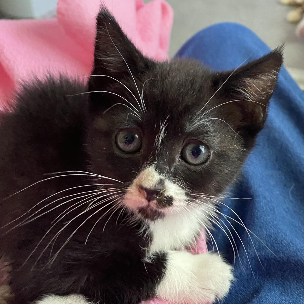 Enlarge Gabbie, a Adoptable Domestic Short Hair in Meridian, ID image 4/6
