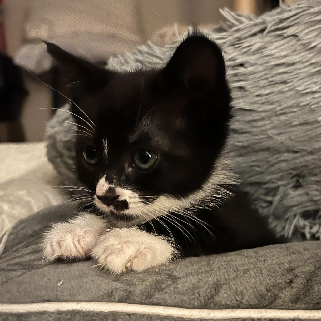 Enlarge Gabbie, a Adoptable Domestic Short Hair in Meridian, ID image 5/6