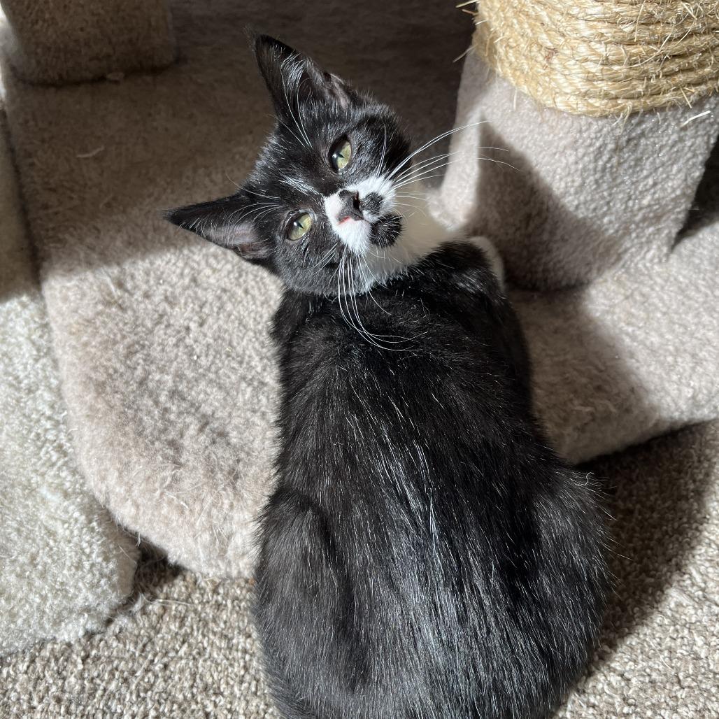 Enlarge Gabbie, a Adoptable Domestic Short Hair in Meridian, ID image 6/6