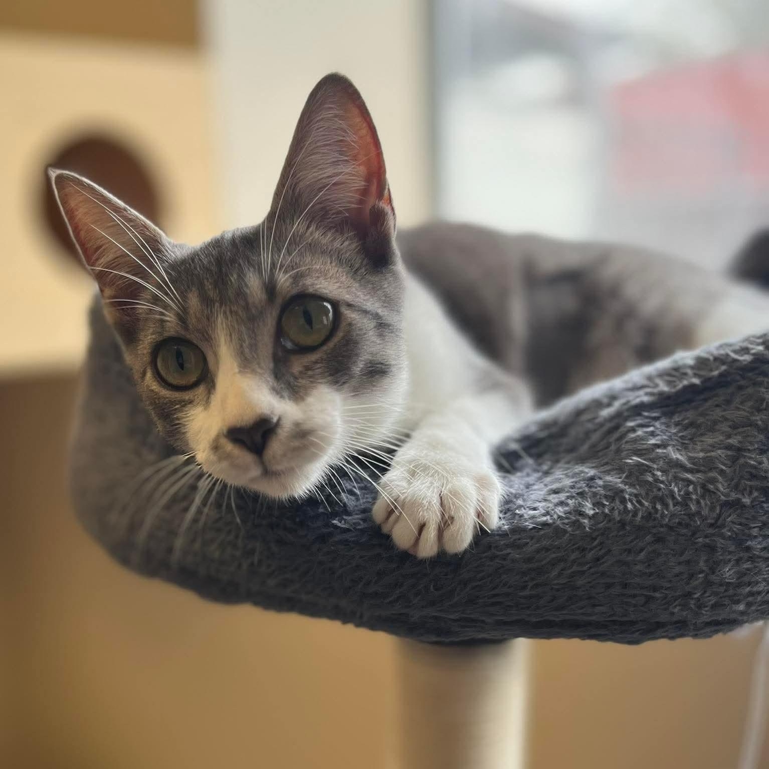 Enlarge Harlow, a ADOPTABLE Domestic Short Hair image 1/1