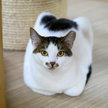 Cyrus, Adoptable, Young Male Domestic Short Hair.