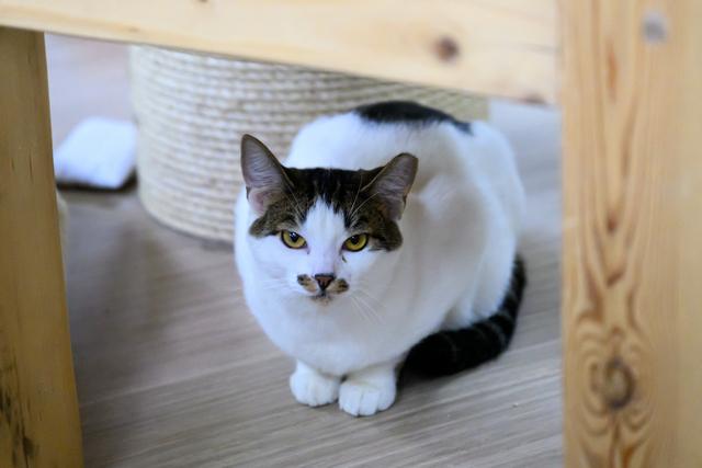 Cyrus, a Adoptable Domestic Short Hair in Portland, OR image 3/5