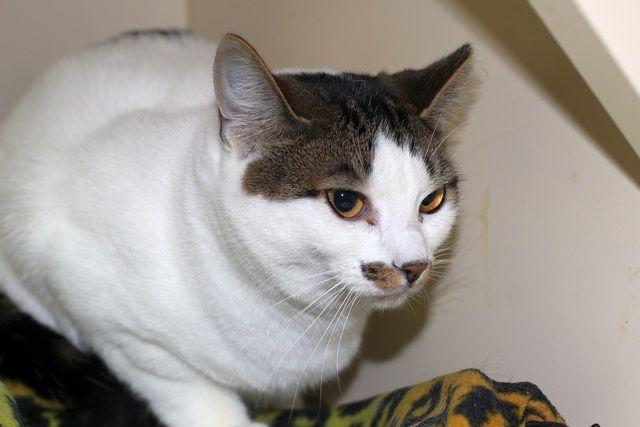 Enlarge Cyrus, a Adoptable Domestic Short Hair in Portland, OR image 1/5