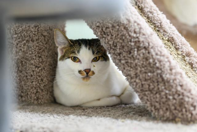 Enlarge Cyrus, a Adoptable Domestic Short Hair in Portland, OR image 3/5