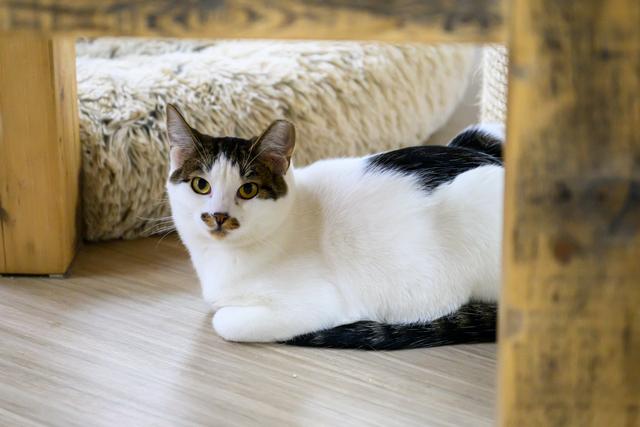 Cyrus, a Adoptable Domestic Short Hair in Portland, OR image 4/5