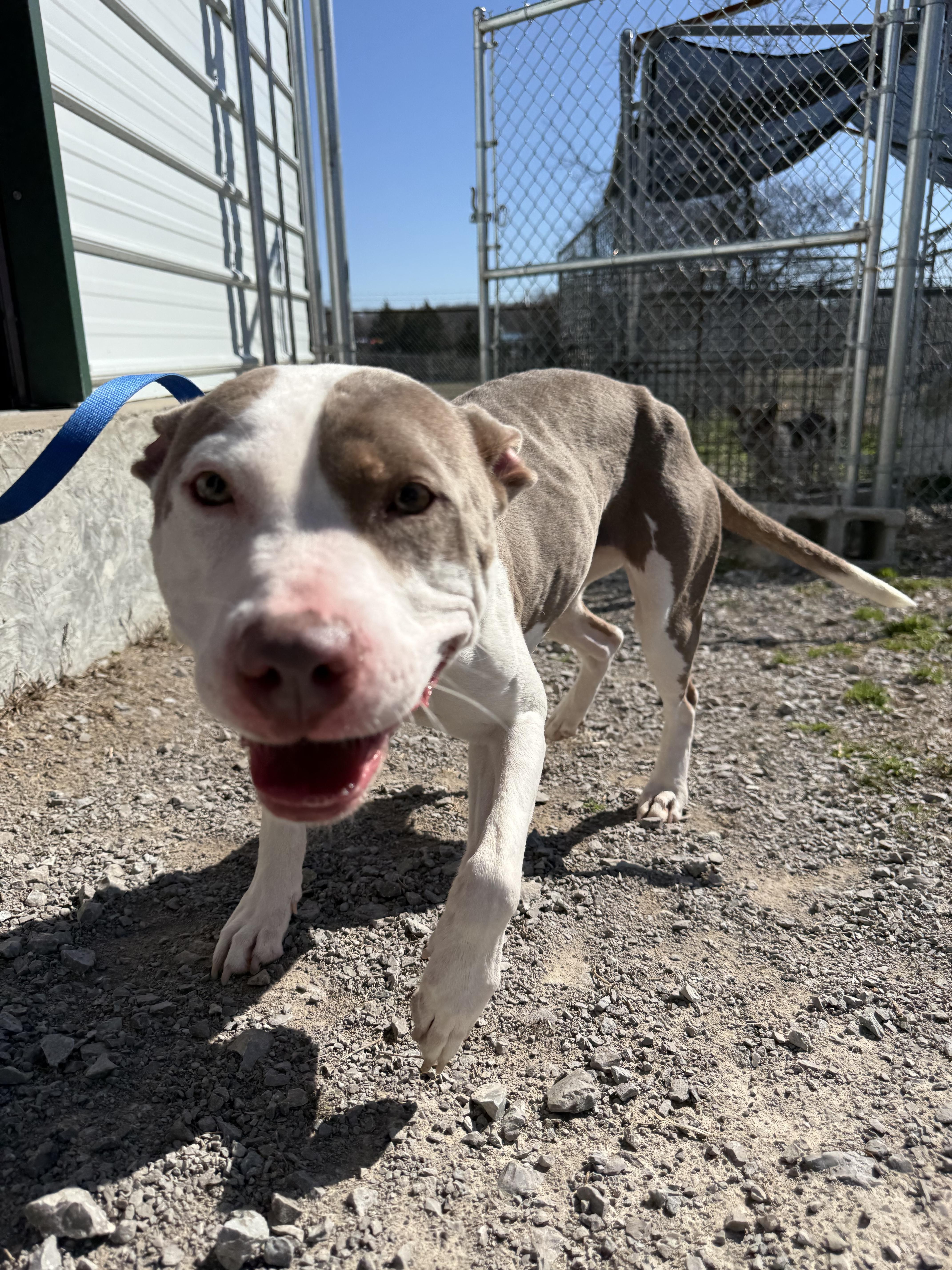Enlarge Rayna, a ADOPTABLE mixed breed in Lewisburg, TN image 3/3