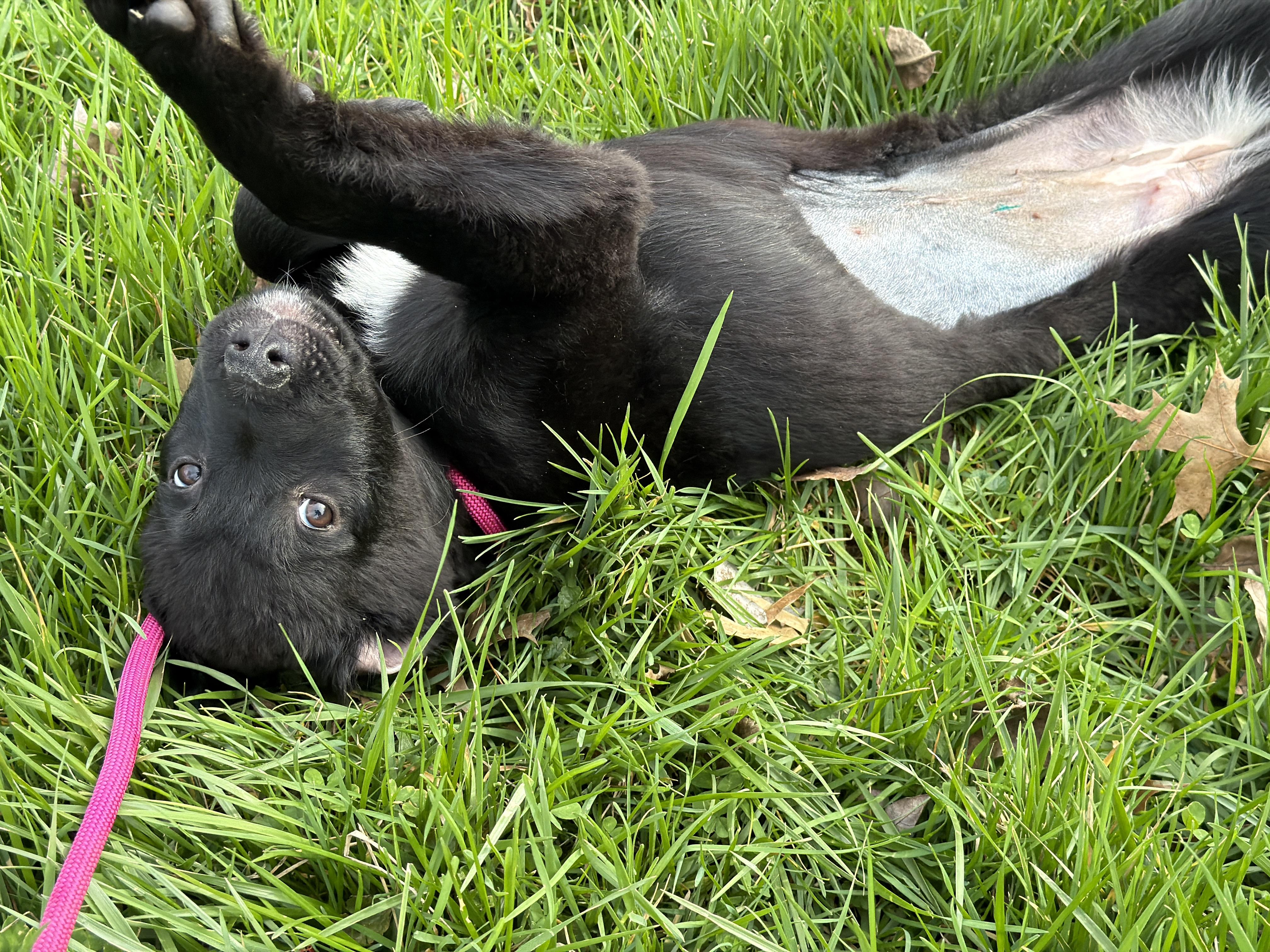 Enlarge Daphne, a ADOPTABLE mixed breed in Jeffersonville, IN image 2/4