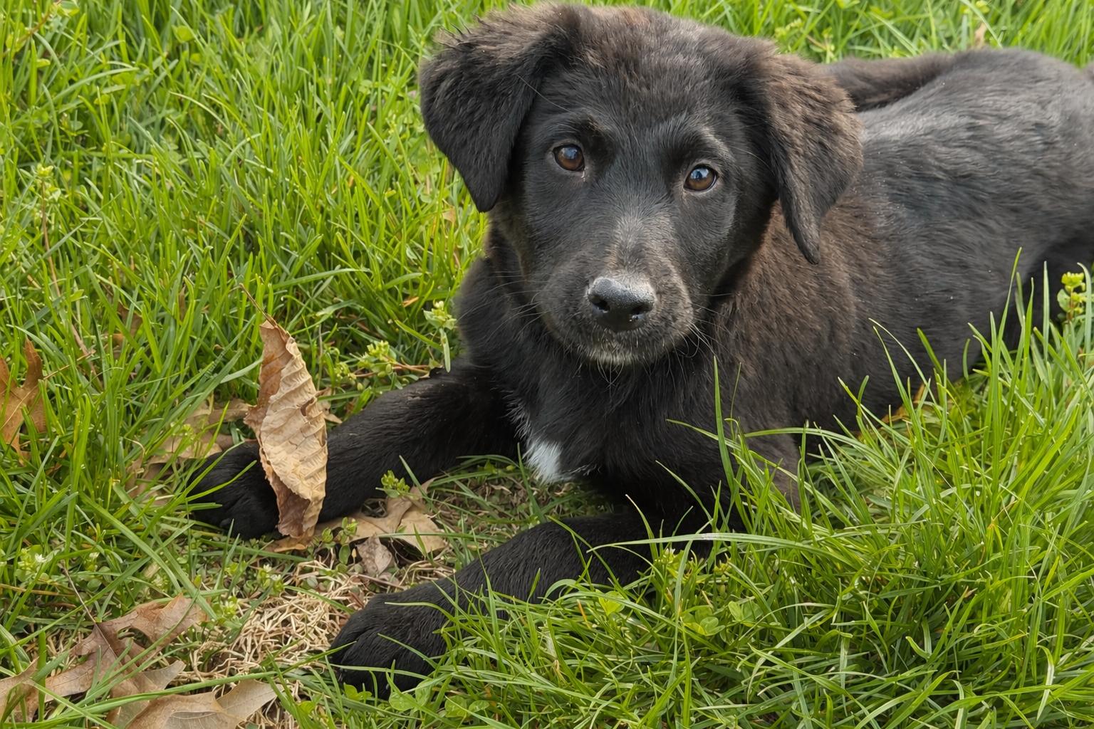 Enlarge Daphne, a ADOPTABLE mixed breed in Jeffersonville, IN image 3/4