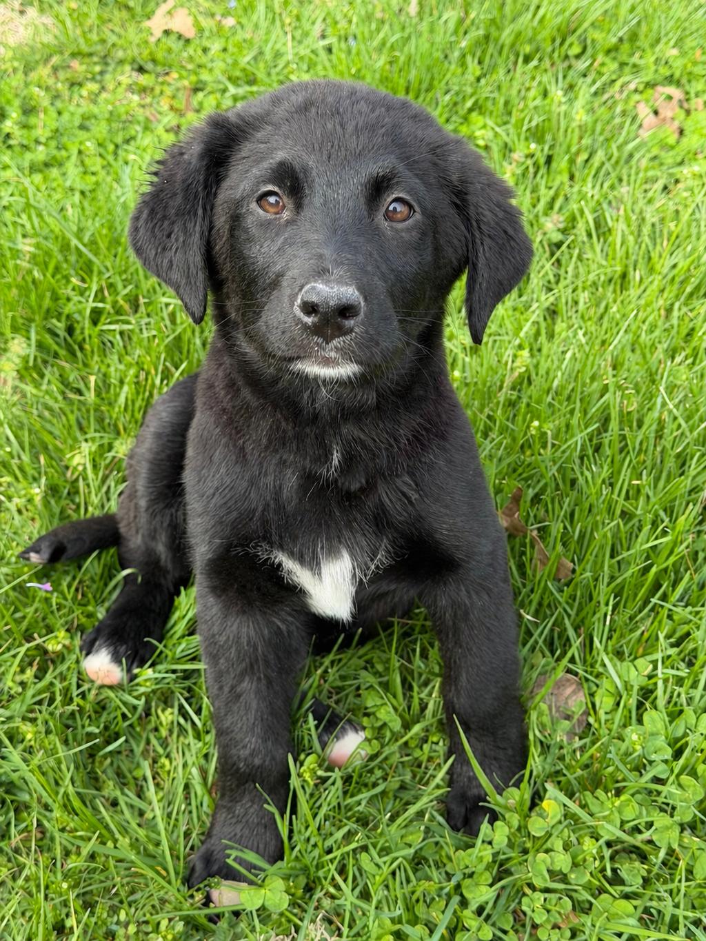 Enlarge Daphne, a ADOPTABLE mixed breed in Jeffersonville, IN image 4/4