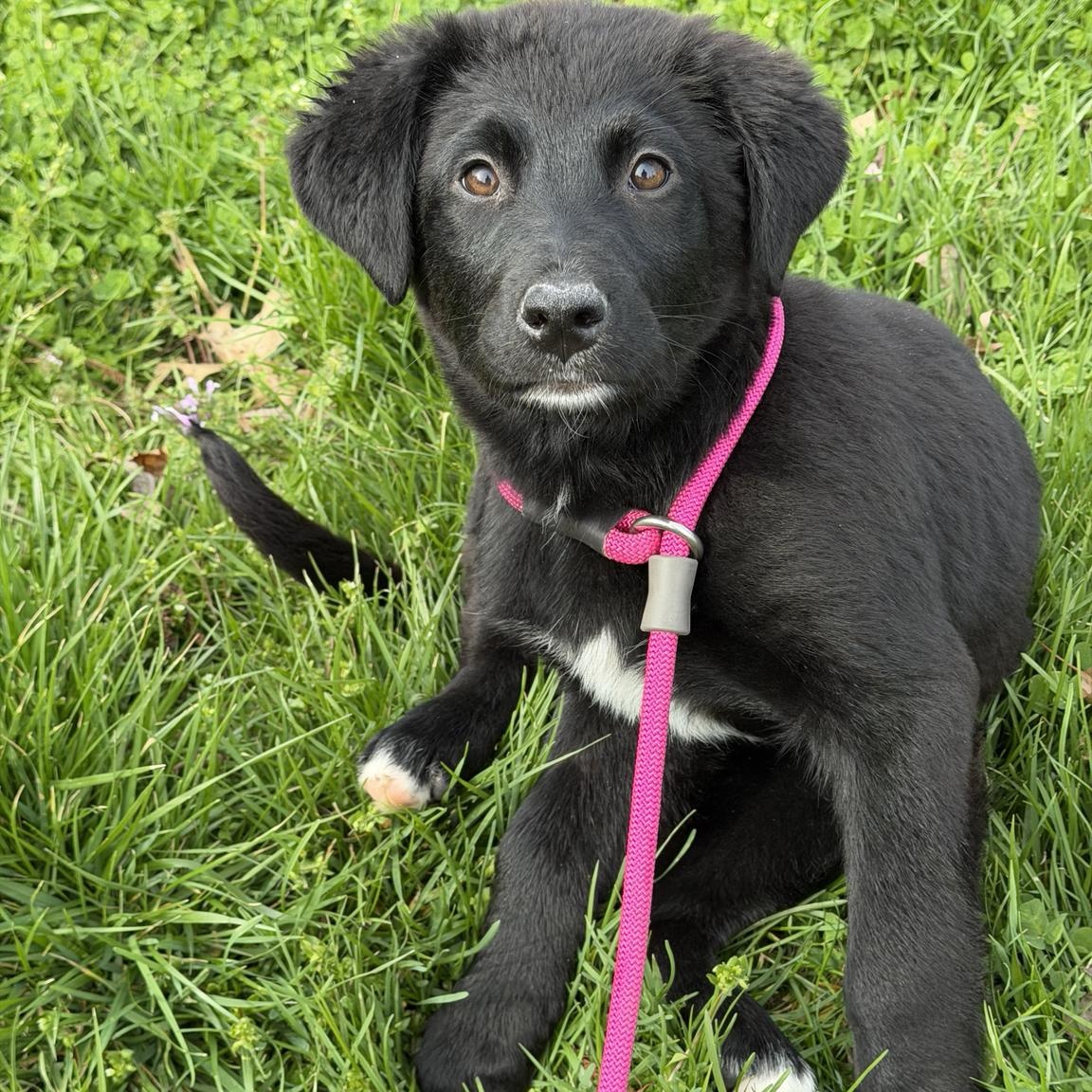 Enlarge Daphne, a ADOPTABLE mixed breed in Jeffersonville, IN image 1/4