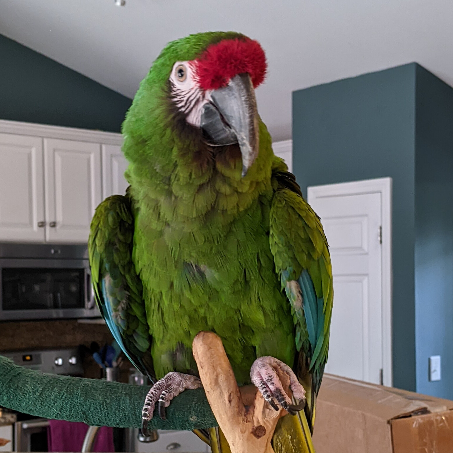 Enlarge Phoenix, a Adoptable Macaw in Charlotte, NC image 2/2