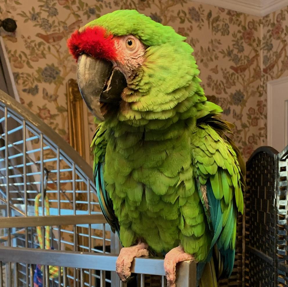 Enlarge Phoenix, a Adoptable Macaw in Charlotte, NC image 1/2